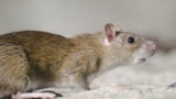 Rodent Control Services – Keeping Your Home Rodent-Free