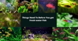 This Is What You Need To Know About Tropical Livebearers In 2022 || Aqua Products BD