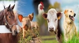 Animal Performance Enhancer Market Research Study & Forecast Analysis Report to 2026