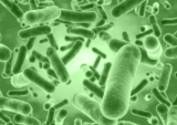 Pharmaceuticals is the largest segment driving the growth of Bacillus Coagulans Market