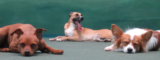 Top Reasons Why You Should Choose Dog Boarding San Marcos for Your Family Dog