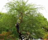 How to Handle Henderson Tree Removal the Right Way: Tips and Advice