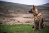 K9 Body Armor Evolution Keeping Our Canine Companions Safe