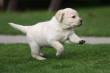 Find Your Furry Friend: Labrador Retriever Puppies For Sale in Delhi at Unbeatable Prices