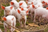 Micro Pig Feed Market Forecast & Segmentation Analysis of Top Players to 2026