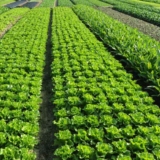 Green Marvels: Exploring the Best Plant Growth Promoters for Thriving Crops