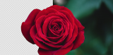 Online Picture Editor’s AI Cutout Tool – Automate Your Image Cutouts!