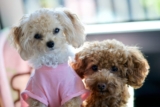 Budgeting for Your Small Poodle: Understanding the Costs of Ownership in Missouri