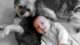The Yorkshire Terrier Puppies for sale near you: A Cute and Lovable Companion.