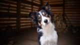 How to Choose the Right Dog Walker for Your Pup