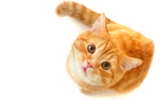 DOLFOS PETS Offers the Best Premixes for Your Pet