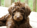 Labradoodle Puppies for Sale Are They for You?