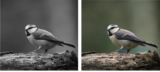 Reviving the Past: Unraveling the Magic of AI Photo Colorizer
