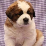 9 Large Dog Breeds in India for Those Seeking a Majestic Companion