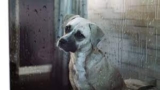 How to Calm a Dog During a Storm