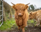 Mini Highland cows for sale at MiniatureCattleGuy.com