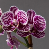 We are the Best Florist in Tribeca?
