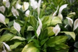 The Peace Lily: The Perfect Houseplant for Your Home