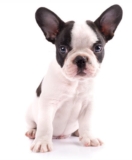 How to Find the Best Puppy Training Near Me