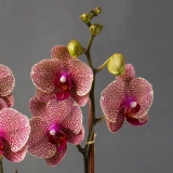 Do you need the Best Florist in Lower East Side?