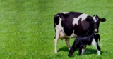 Animal feed supplement manufacturers and suppliers in India